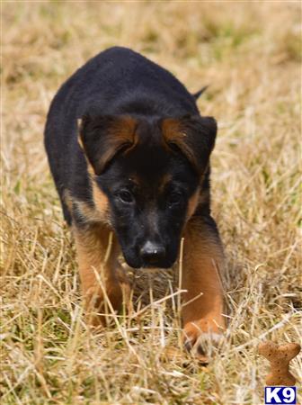 blueridgelanegsd Picture 3